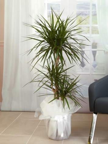 3 kök Dracena Marginata