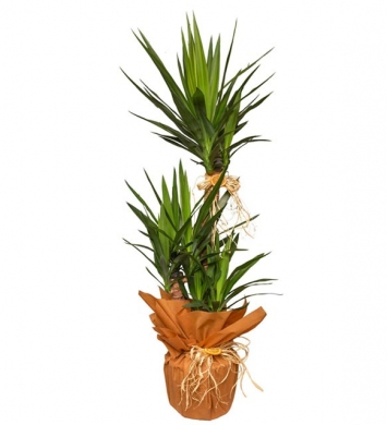 yucca 3 köklü